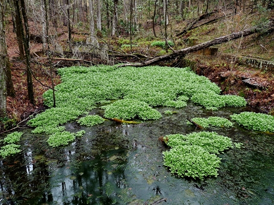 {Nasturtium officinale}
